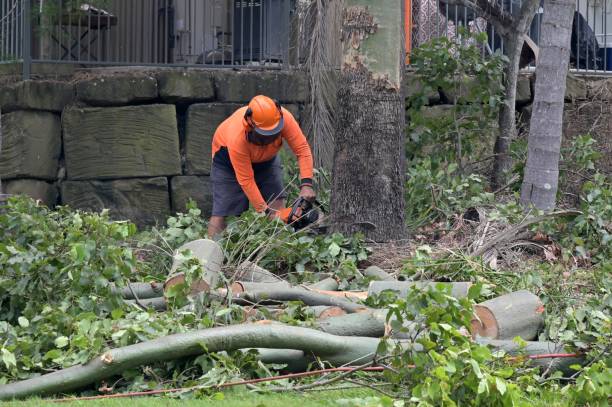 West Swanzey, NH Tree Services Company